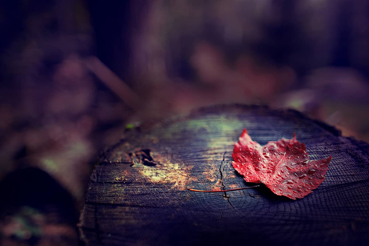creative-fall-photography-02 CANON 24MM F/1.4L II • F/1.4 • 1/125 SECONDS