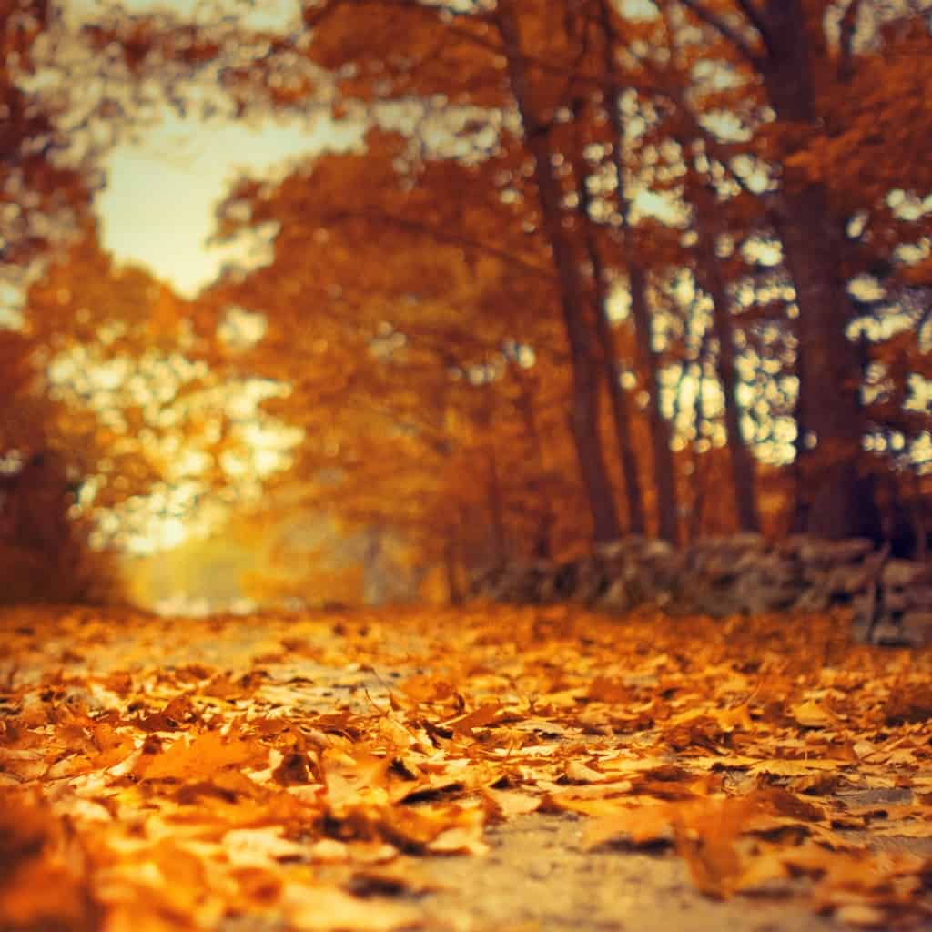 creative-fall-photography-15 CANON 24MM F/1.4L II • F/1.4 • 1/640 SECONDS