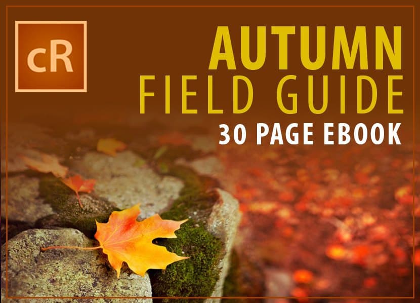 autumn-field-guide