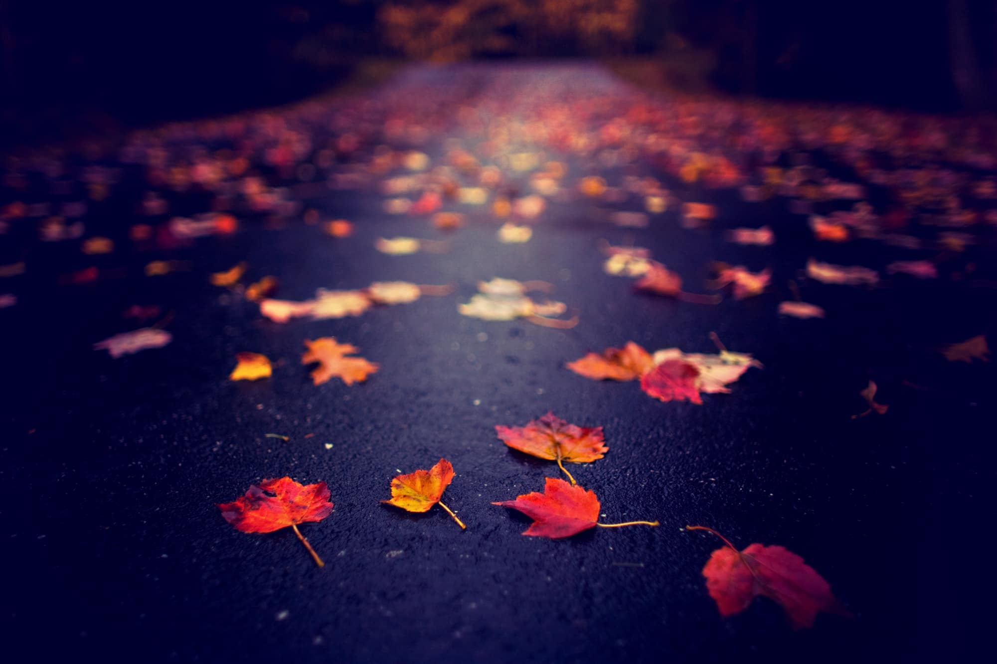 fallen fallen