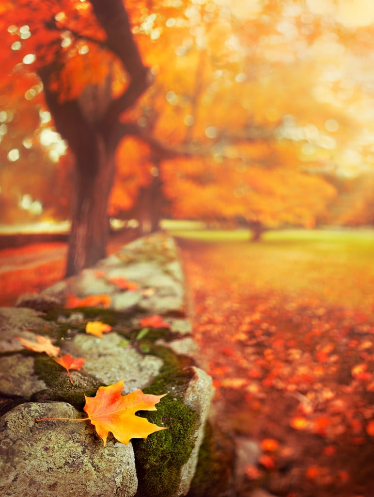 creative-fall-photography-16 creative-fall-photography-16