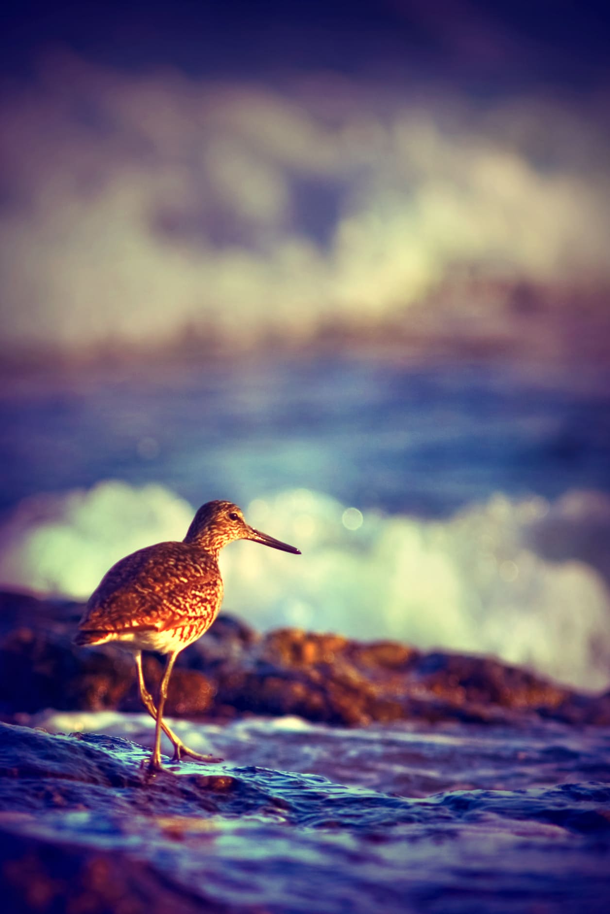 sandpiper sandpiper