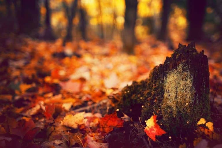 Eight Ways To Be Creative With A Shallow Depth Of Field Creativeraw Eight Ways To Be Creative With A Shallow Depth Of Field Creativeraw